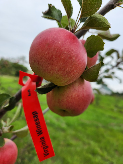 Virginia Winesap Custom Benchgraft