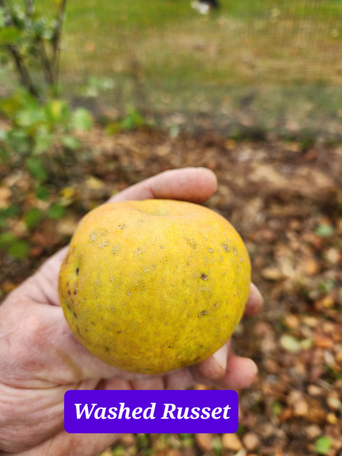 Washed Russet Custom Benchgraft