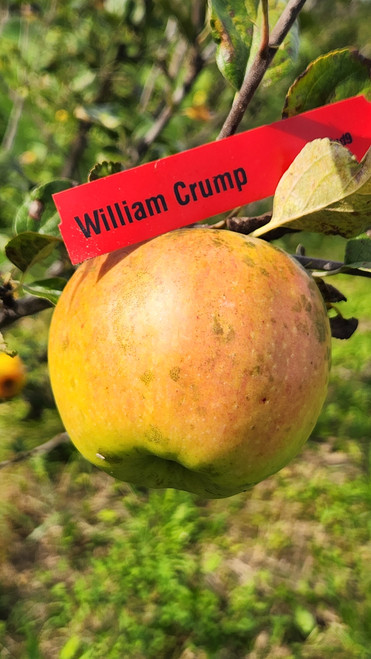 William Crump Custom Benchgraft