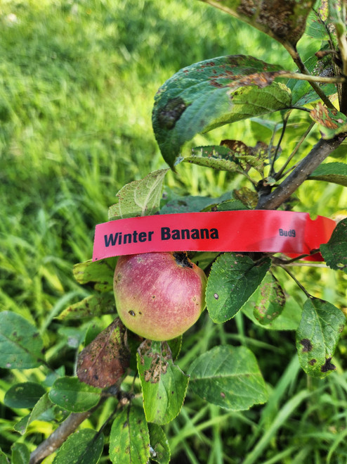 Winter Banana Custom Benchgraft