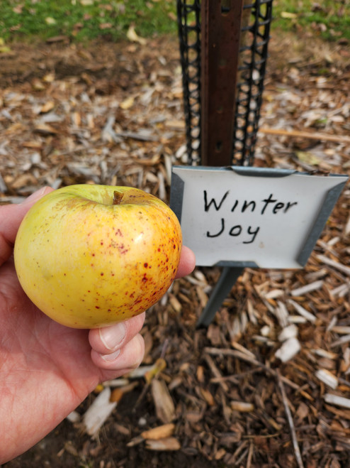 Winter Joy Custom Benchgraft