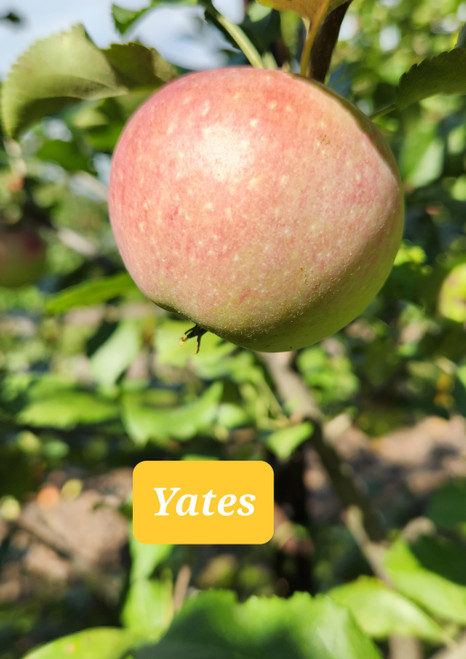 Yates Custom Benchgraft