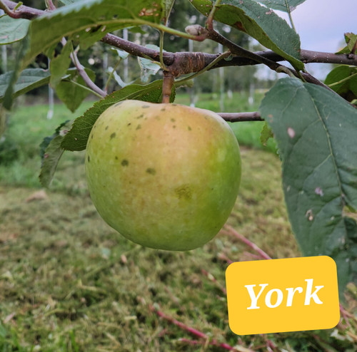 York Imperial Custom Benchgraft