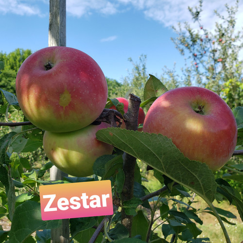 Zestar Custom Benchgraft