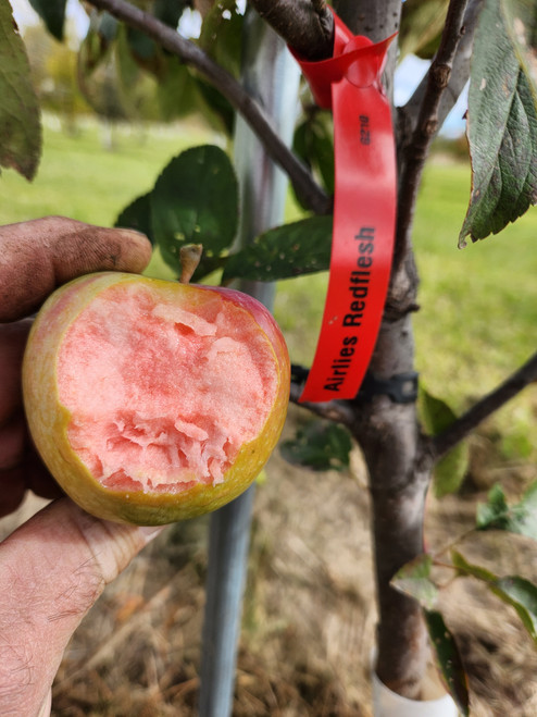 Airlie Red Flesh Scionwood