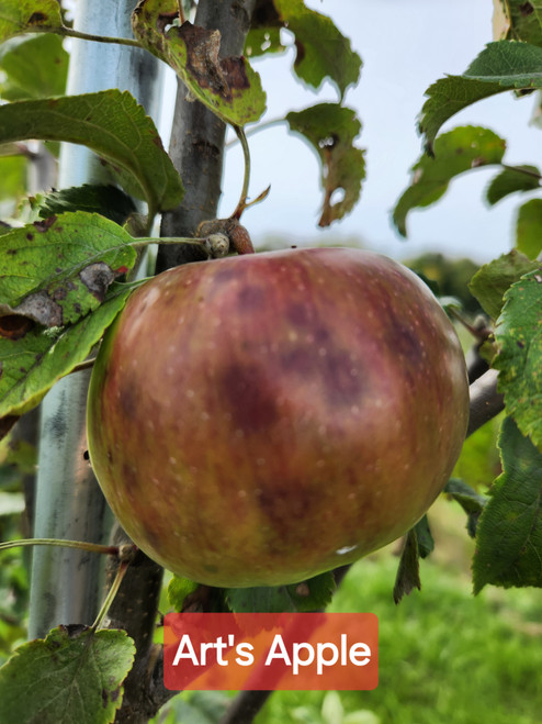 Art's Apple Scionwood