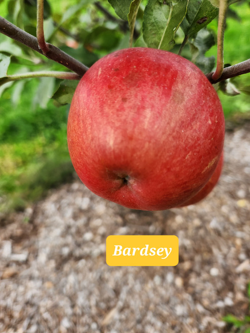 Bardsey Scionwood