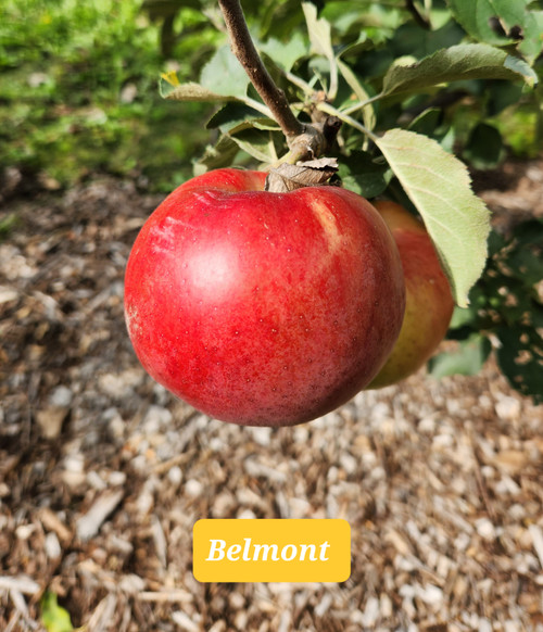 Belmont Scionwood