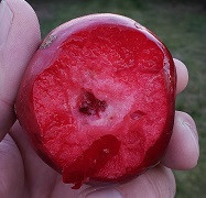 Bill's Red Flesh Scionwood