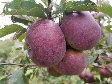 Black Oxford Scionwood