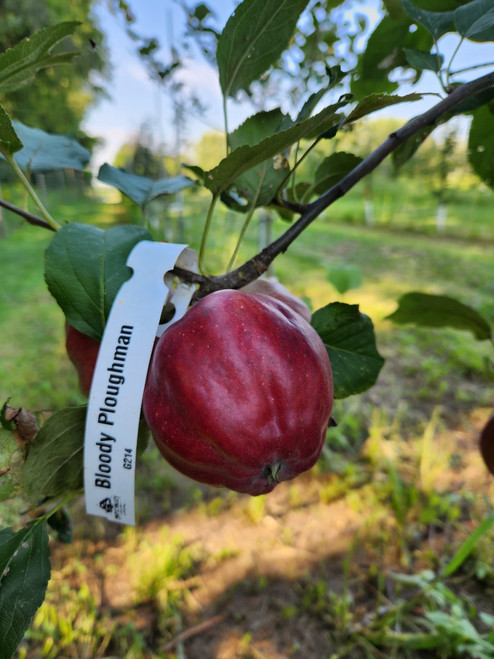 Bloody Ploughman Scionwood