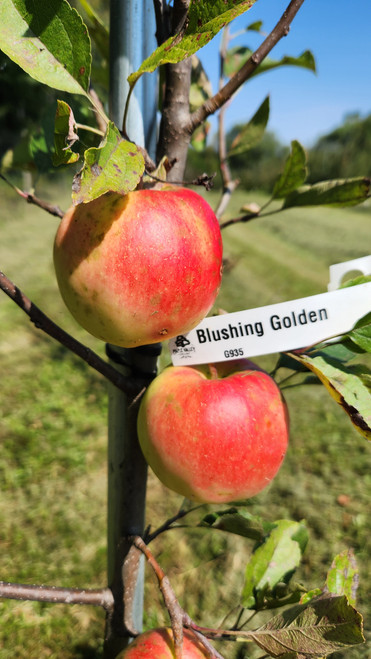 Blushing Golden Scionwood