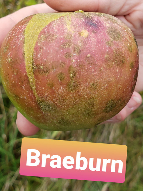 Braeburn Scionwood