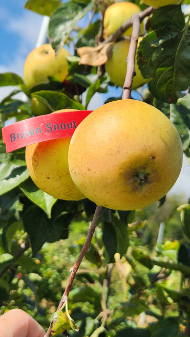 Brown Snout Scionwood