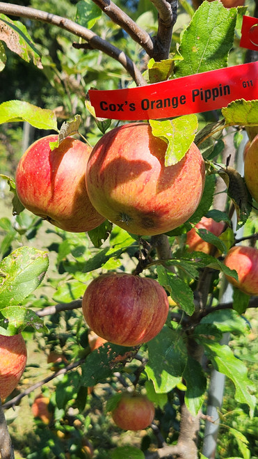 Cox's Orange Pippin Scionwood