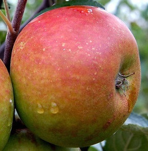 Cox's Pomona Scionwood