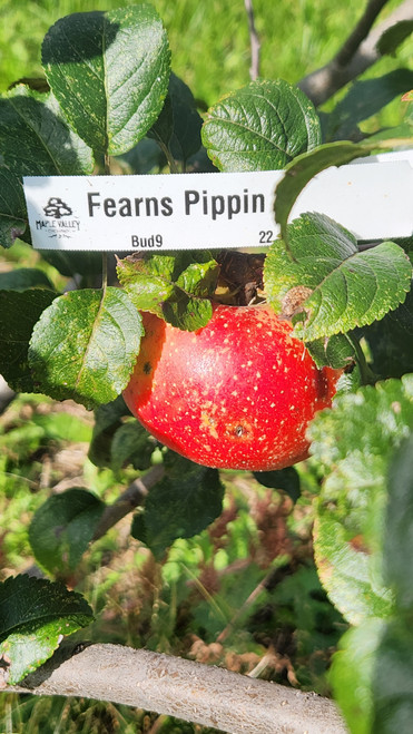 Fearns Pippin Scionwood