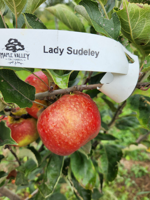 Lady Sudeley Scionwood