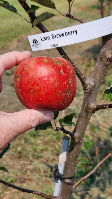 Late Strawberry Scionwood