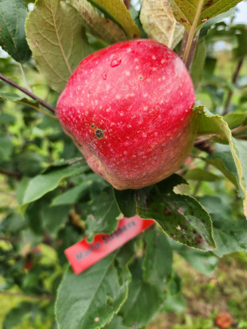 Marlin Stephens Scionwood