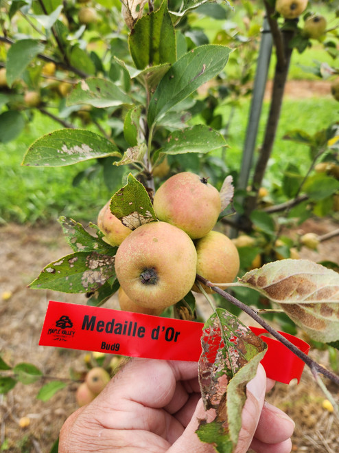 Medaille d'Or Scionwood