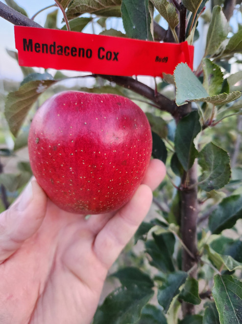 Mendocino Cox Scionwood