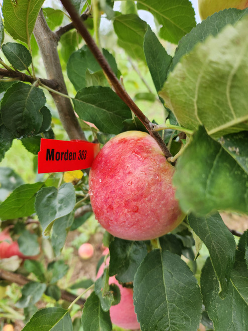 Morden 363 Scionwood