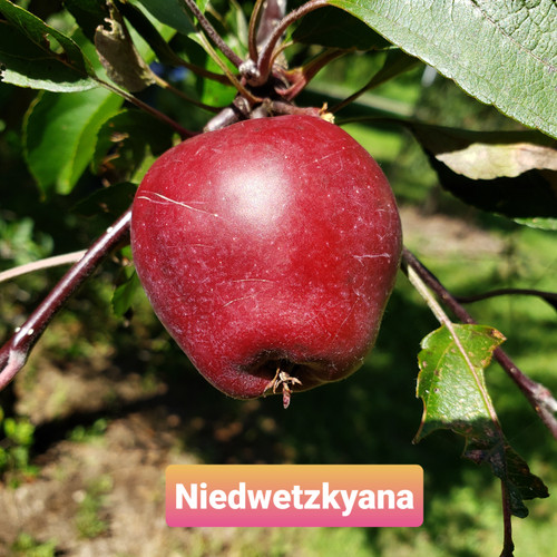 Niedzwetzkyana Scionwood
