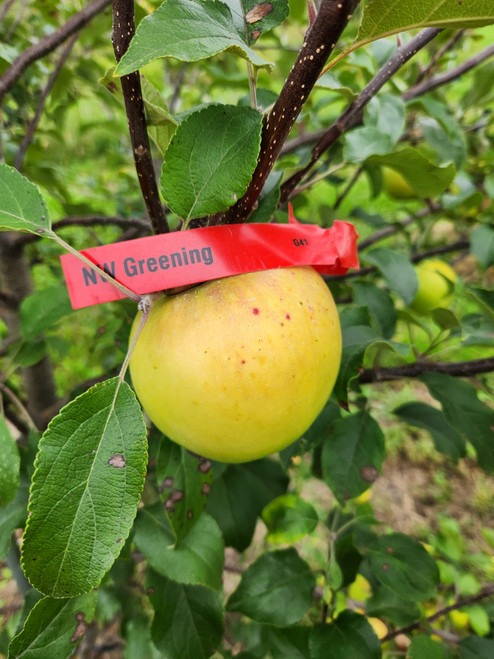 NW Greening Scionwood