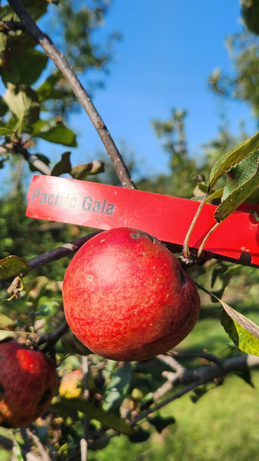 Pacific Gala Scionwood