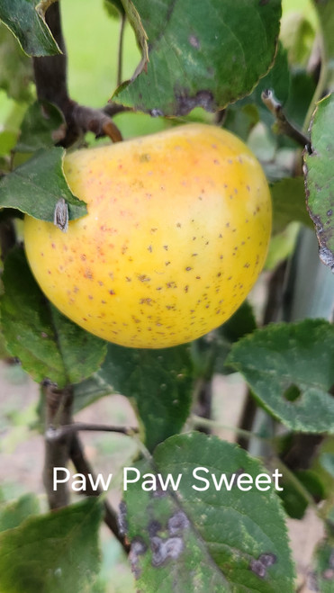 Pawpaw Sweet Scionwood