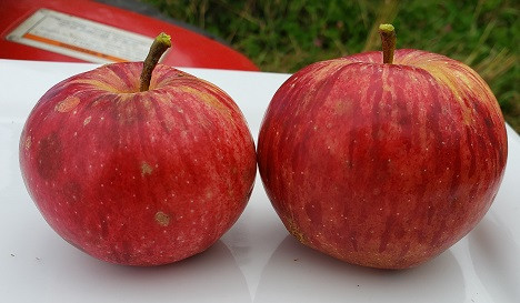 Peace Garden Scionwood