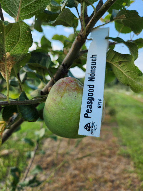 Peasgood Nonesuch Scionwood
