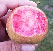 Pink Old Lady Scionwood
