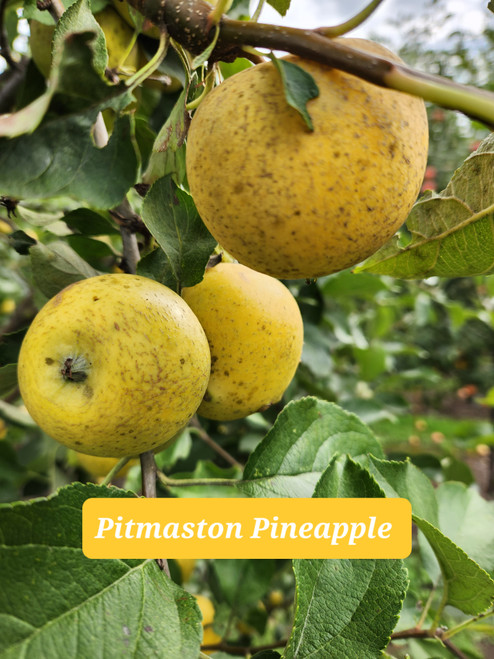 Pitmaston Pineapple Scionwood