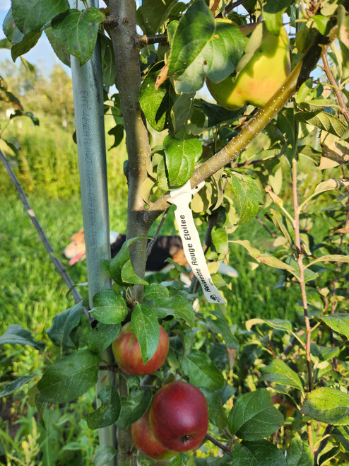 Reinette Rouge Etoilee Scionwood