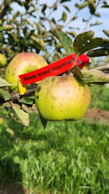 Rhode Island Greening Scionwood