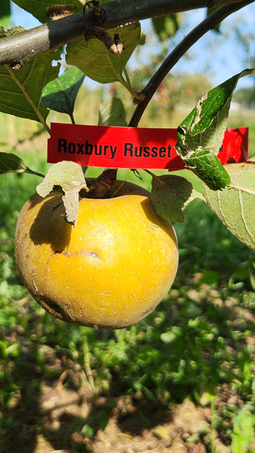 Roxbury Russet Scionwood