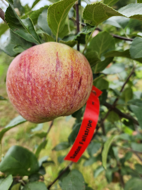 Saxton Fallstripe Scionwood