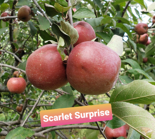 Scarlet Surprise Scionwood