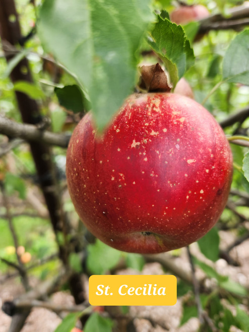 St. Cecilia Scionwood