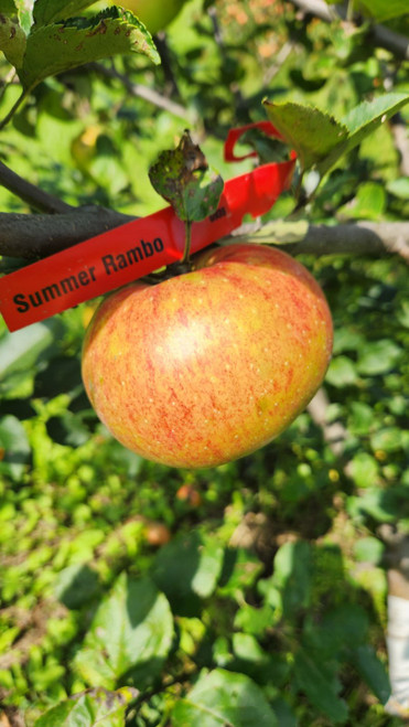 Summer Rambo Scionwood