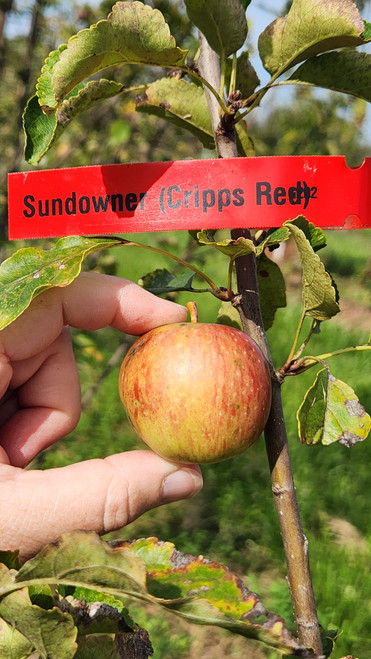 Sundowner (Cripps Red) Scionwood