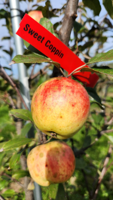 Sweet Coppin Scionwood
