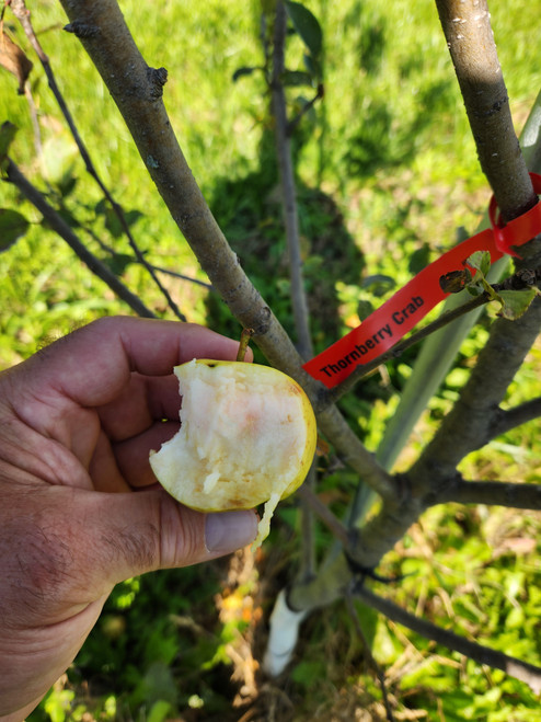 Thornberry Crab Scionwood