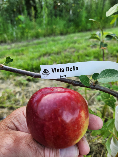 Vista Bella Scionwood