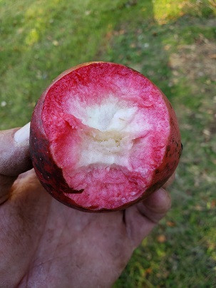 Watermelon Scionwood