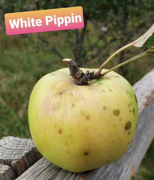 White Pippin Scionwood
