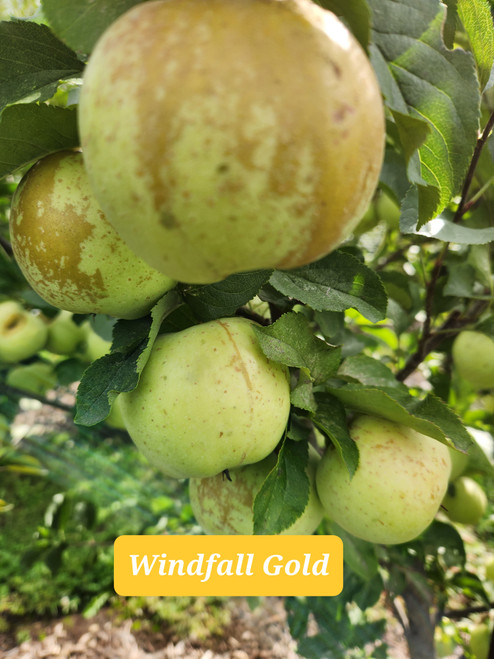 Windfall Gold Scionwood