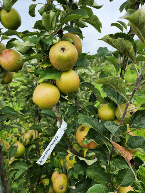 Trees - Apple Trees - Eating - Page 1 - Maple Valley Orchards, LLC